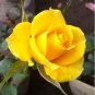 Natural Golden Rose Flower 100 seeds