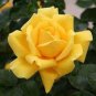 Natural Golden Rose Flower 100 seeds