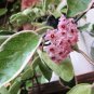 Hoya Carnosa 200 seeds