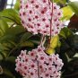 Hoya Carnosa 200 seeds