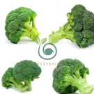 Natural Organic Broccoli Vegetable 120 Seeds