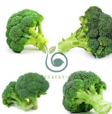 Natural Organic Broccoli Vegetable 120 Seeds