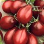Cherokee Cherry Tomato 40 Seeds