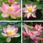 White Pink Double Wrinkled Nelumbo Nucifera Lotus Flower 2 Seeds