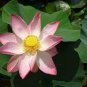 White Pink Double Wrinkled Nelumbo Nucifera Lotus Flower 2 Seeds