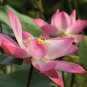 White Pink Double Wrinkled Nelumbo Nucifera Lotus Flower 2 Seeds