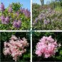 Syringa Linn 100 seeds