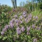 Syringa Linn 100 seeds