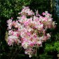 Syringa Linn 100 seeds