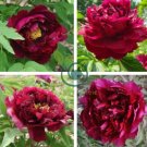 Rare 'Wu Jin Yao Hui' Dark Purple Strong Fragrant Peony Flower 10 Seeds