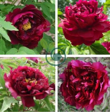 Rare 'Wu Jin Yao Hui' Dark Purple Strong Fragrant Peony Flower 10 Seeds