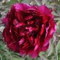 Rare 'Wu Jin Yao Hui' Dark Purple Strong Fragrant Peony Flower 10 Seeds