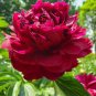 Rare 'Wu Jin Yao Hui' Dark Purple Strong Fragrant Peony Flower 10 Seeds