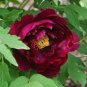 Rare 'Wu Jin Yao Hui' Dark Purple Strong Fragrant Peony Flower 10 Seeds