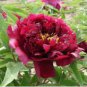 Rare 'Wu Jin Yao Hui' Dark Purple Strong Fragrant Peony Flower 10 Seeds