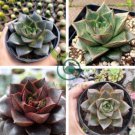 Echeveria Purpusorum 200 seeds
