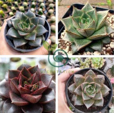 Echeveria Purpusorum 200 seeds