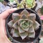 Echeveria Purpusorum 200 seeds