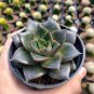 Echeveria Purpusorum 200 seeds