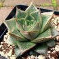 Echeveria Purpusorum 200 seeds
