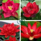 Heirloom Super Red Nelumbo Nucifera Lotus Flower Bonsai 2 Seeds