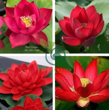 Heirloom Super Red Nelumbo Nucifera Lotus Flower Bonsai 2 Seeds