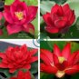 Heirloom Super Red Nelumbo Nucifera Lotus Flower Bonsai 2 Seeds