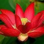 Heirloom Super Red Nelumbo Nucifera Lotus Flower Bonsai 2 Seeds