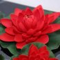 Heirloom Super Red Nelumbo Nucifera Lotus Flower Bonsai 2 Seeds