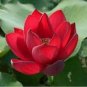 Heirloom Super Red Nelumbo Nucifera Lotus Flower Bonsai 2 Seeds