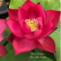 Heirloom Super Red Nelumbo Nucifera Lotus Flower Bonsai 2 Seeds