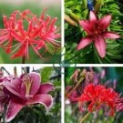 Heirloom Red American Water Lily 'the Madonna' Flower 2 Seeds