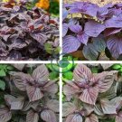 Heirloom Purple Perilla 200 seeds