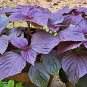 Heirloom Purple Perilla 200 seeds