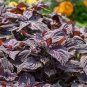 Heirloom Purple Perilla 200 seeds