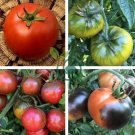 Heirloom Rare Green 'Luo Cheng' Middle Tomato Organic 600 Seeds