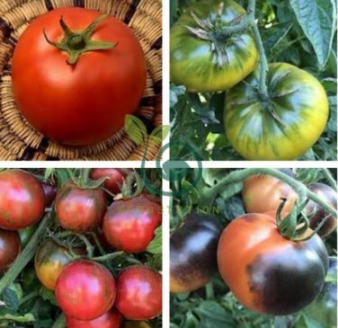 Heirloom Rare Green 'Luo Cheng' Middle Tomato Organic 600 Seeds