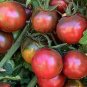 Heirloom Rare Green 'Luo Cheng' Middle Tomato Organic 600 Seeds