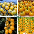 Rare Hawaii Bright Yellow Cherry Tomato Organic 200 Seeds