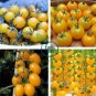 Rare Hawaii Bright Yellow Cherry Tomato Organic 200 Seeds