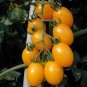 Rare Hawaii Bright Yellow Cherry Tomato Organic 200 Seeds