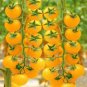 Rare Hawaii Bright Yellow Cherry Tomato Organic 200 Seeds