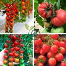 'Feng Tao' Bunches of Pink Red Cherry Tomato 200 Seeds