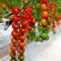 'Feng Tao' Bunches of Pink Red Cherry Tomato 200 Seeds