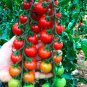 'Feng Tao' Bunches of Pink Red Cherry Tomato 200 Seeds