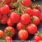 'Feng Tao' Bunches of Pink Red Cherry Tomato 200 Seeds