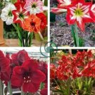 Amaryllis 200 Seeds