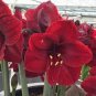 Amaryllis 200 Seeds