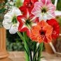 Amaryllis 200 Seeds