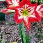 Amaryllis 200 Seeds